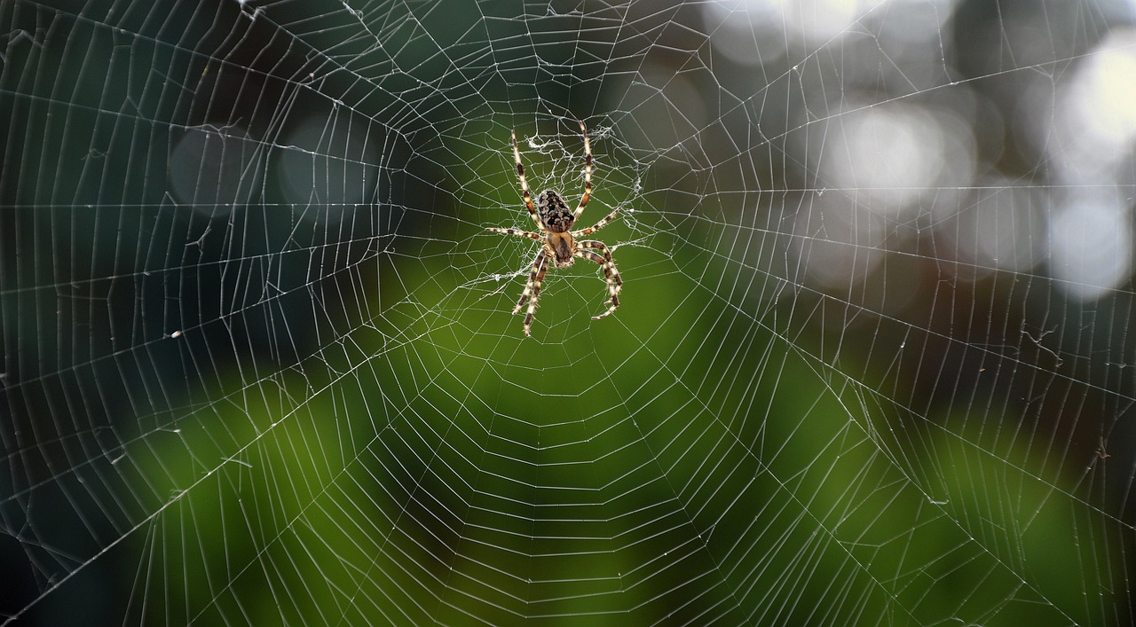 Aranha Vascular: O Que É, Causas e Tratamento - imagem 3