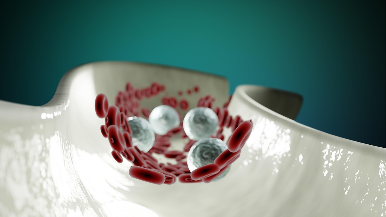Ilustração do sistema circulatório relacionada à veia cava inferior